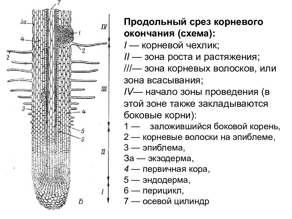 Строение корня биология 6. Корневой чехлик зона роста зона всасывания зона проведения. Корневой чехлик зона роста. Продрльный СОКЗ кончиуа уорня. Внешнее и внутреннее строение корня, зоны корня.