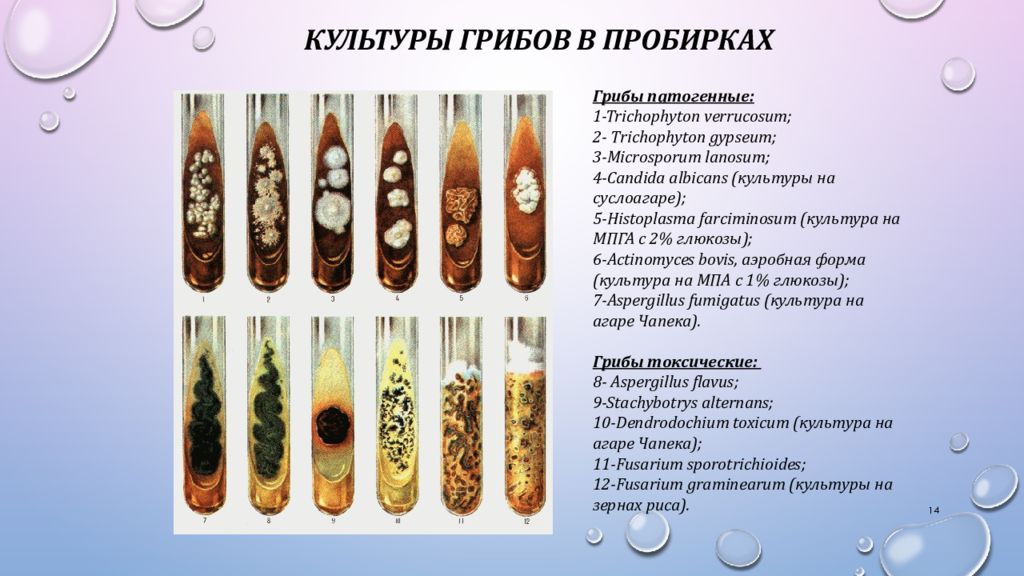 Микология микробиология презентация