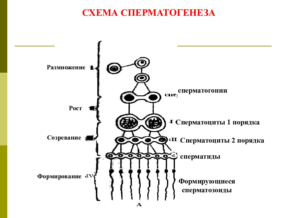 Из каких клеток образуются сперматогонии. Схема сперматогенеза гистология. Сперматоциты 1 порядка гистология. Схема сперматогенеза размножение. Фазы сперматогенеза гистология.