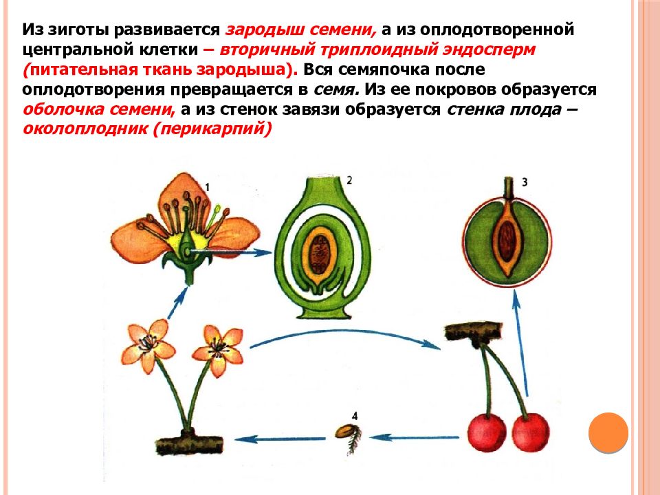 В результате двойного оплодотворения цветкового растения образуются. Схема полового размножения покрытосеменных растений. Семя у цветковых растений образуется из. Оплодотворение у цветковых растений образование семян и плодов.