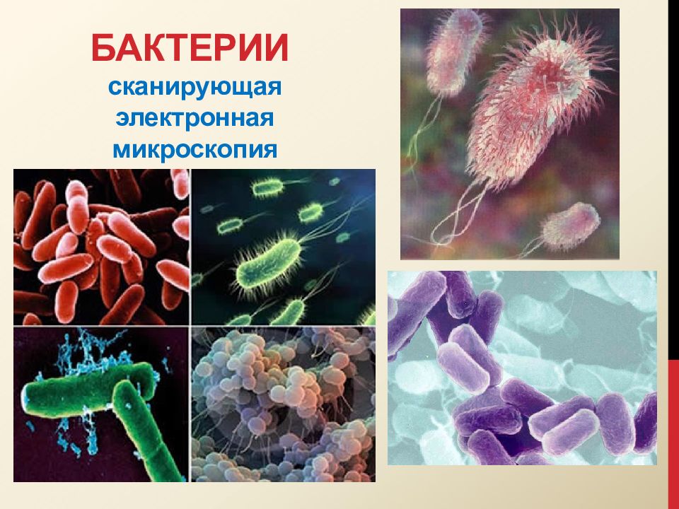 Бактерии микробиология. Бактерии. Сканирующая микроскопия бактерии. Бактерии электронная микроскопия.