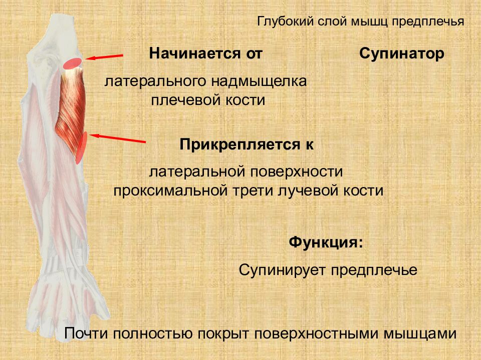 Мышцы предплечья функции. Супинатор мышца предплечья. Глубокий слой предплечья. Супинатор глубокий слой мышц предплечья.