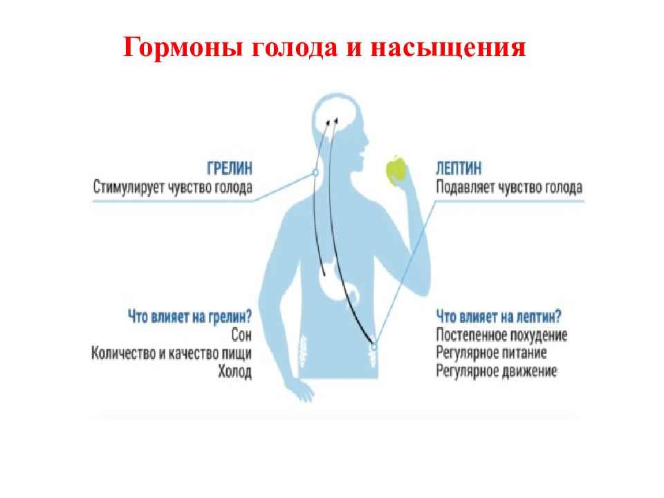 Гормоны голода и насыщения. Гормоны голода и насыщения физиология. Голодание и гормоны. Влияние производственных факторов на пищеварение в ротовой полости. Гормон голода 6