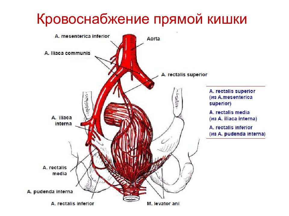 Кровоснабжение прямой кишки схема