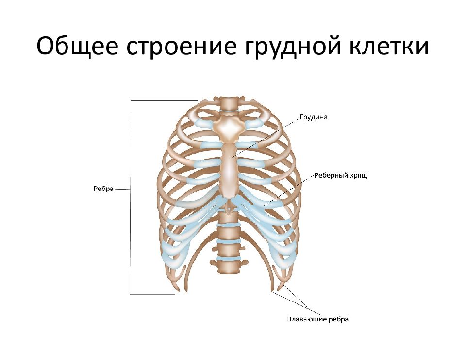 Анатомия грудной клетки