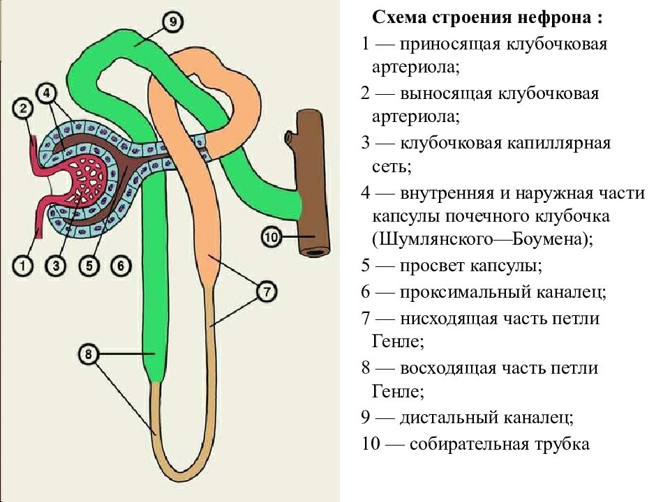 Выделение для презентации