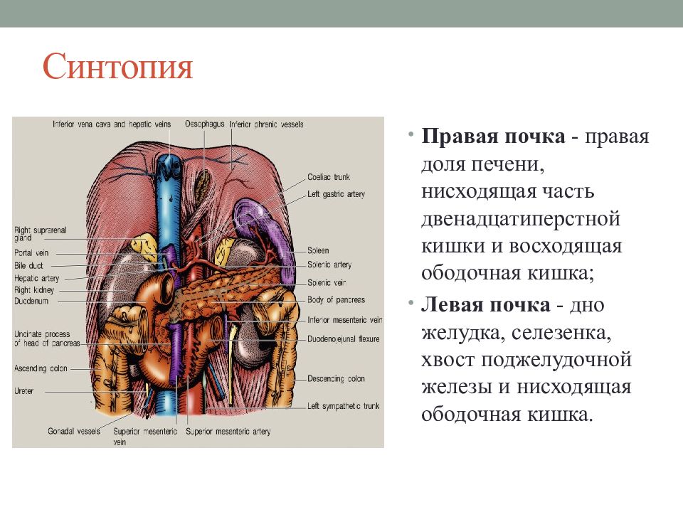 Синтопия это. Синтопия тонкого кишечника. Тонкая кишка анатомия синтопия.