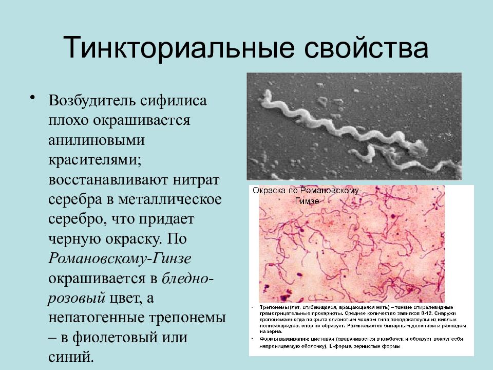 Спирохеты микробиология презентация