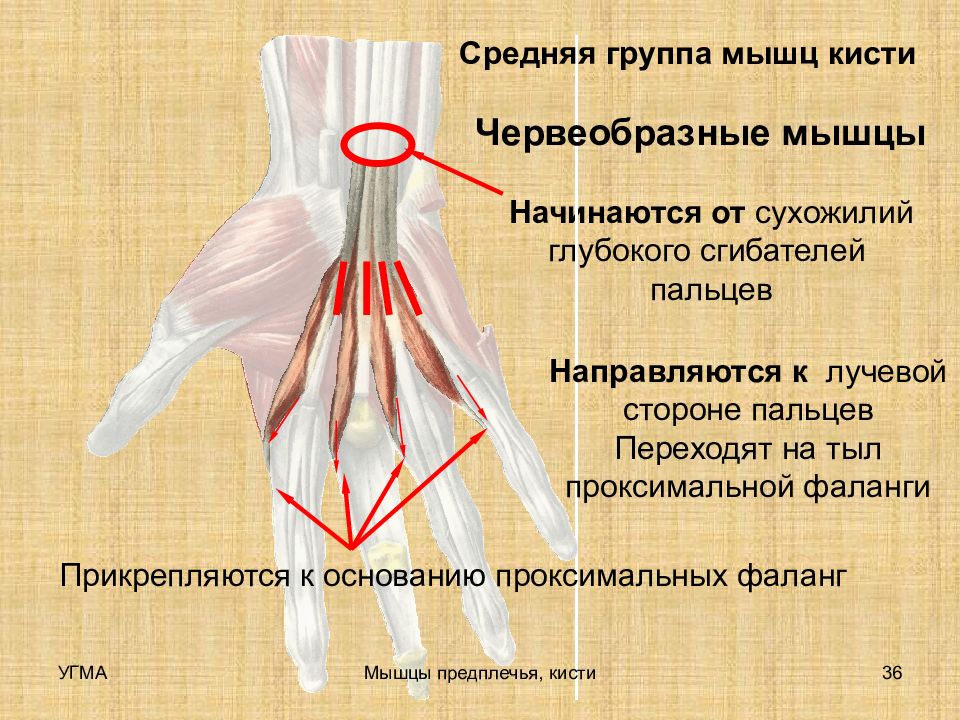 Средняя мышца. Мышцы кисти средняя группа мышцы кисти. Червеобразные мышцы. Червеобразные мышцы кисти. Червеобразные мышцы ладони.