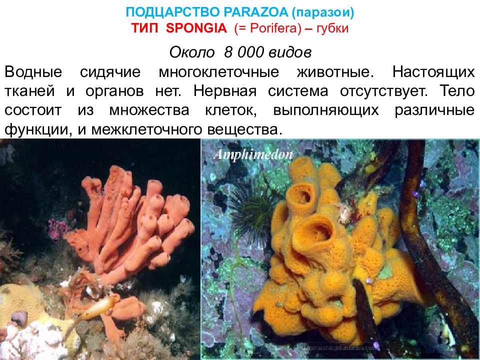 Губки Porifera Spongia. Тип губки. Подцарство губок. Тип губки общая характеристика.