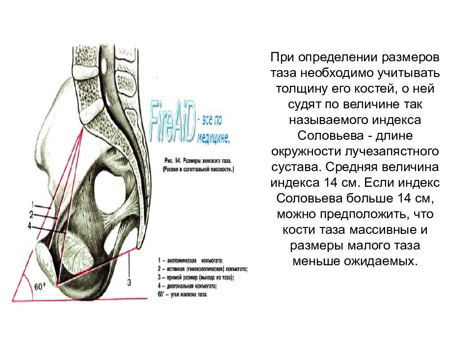 Плод как объект родов презентация