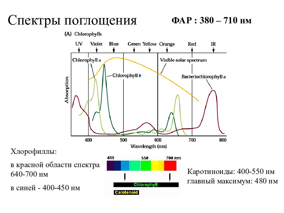 Хлорофилл поглощение. Спектр поглощения хлорофилла. Спектры поглощения пигментов фотосинтеза. УФ-спектр с максимумом поглощения при 280 НМ. Спектр поглощения хлорофилла б.