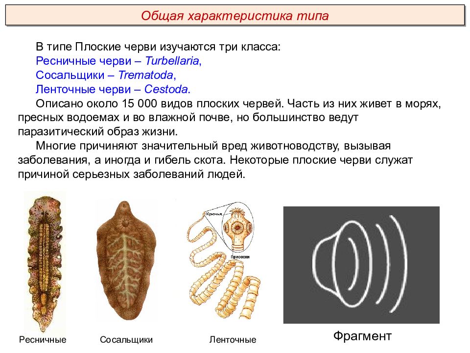 Черви егэ презентация