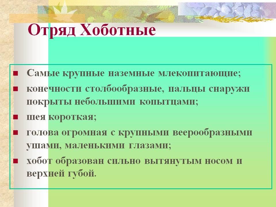 Хоботные и приматы презентация