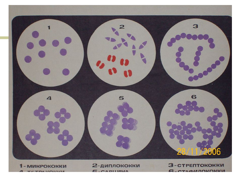 Стрептококки рисунок бактерий