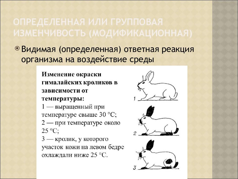 Модификационная изменчивость кролик. Модификационная изменчивость примеры. Ответная реакция организма на воздействие среды