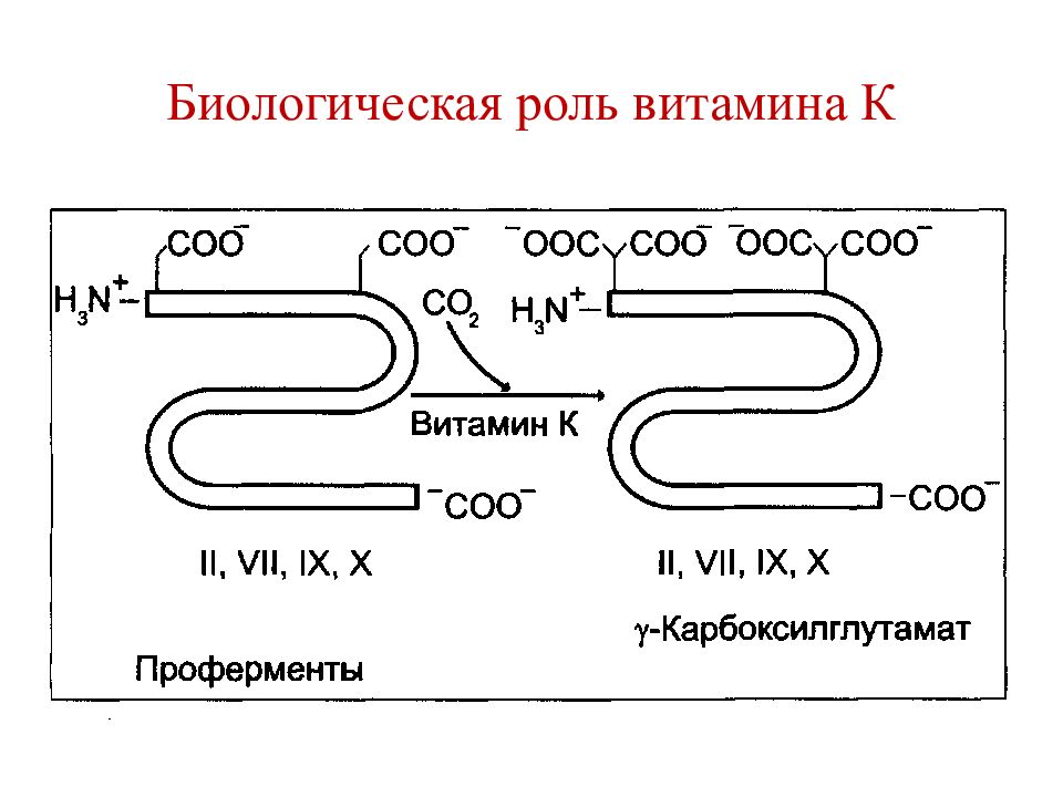 Витамин к презентация биохимия