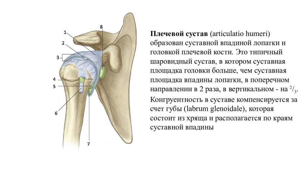 Частная анатомия. Частная анатомия суставов. Плечевой сустав анатомия med. Кт плечевого сустава описание. Частная анатомия перевод.