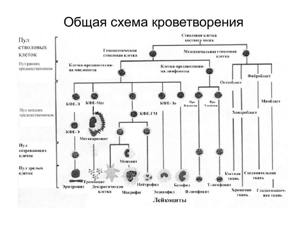 Кроветворение. Схема стволовой кроветворной клетки. Современная схема кроветворения эритропоэз. Схема костномозгового кроветворения. Общая схема кроветворения гистология.