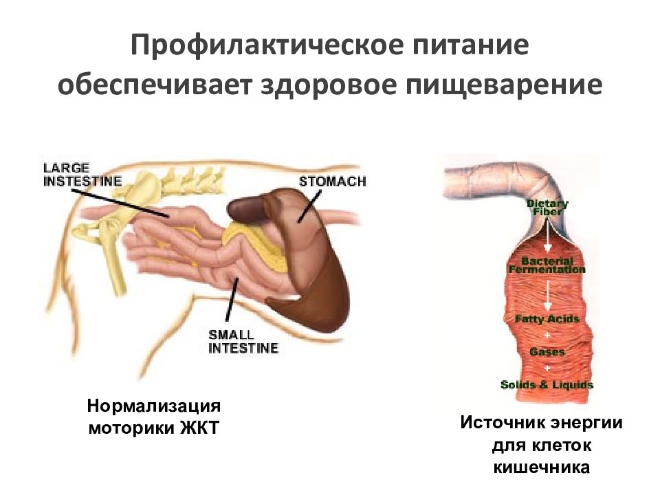 Источниками кишечных могут являться