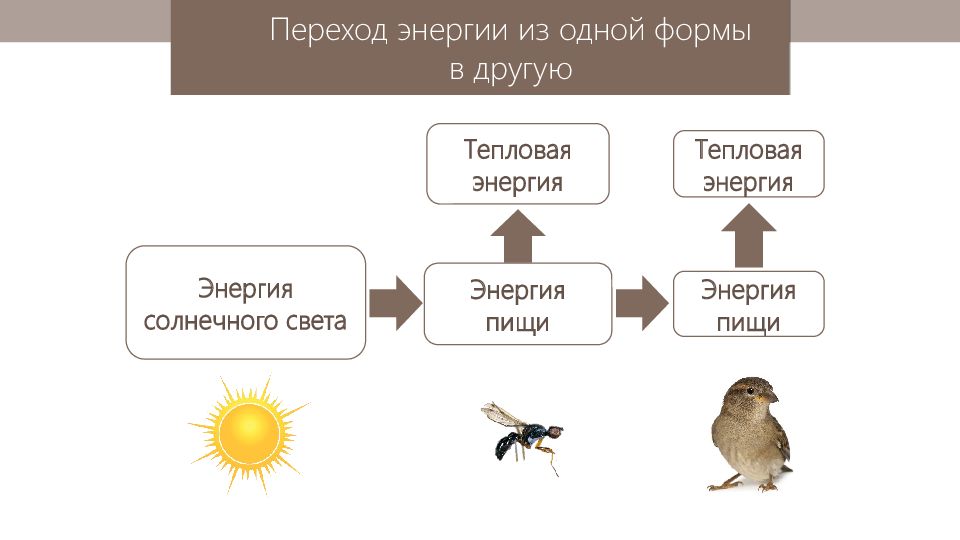 Нектар цветов муха синица цепь