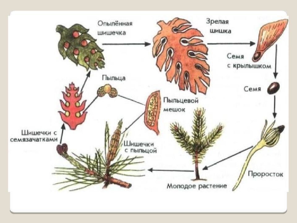 Процесс размножения сосны зарисуйте схему жизненного цикла