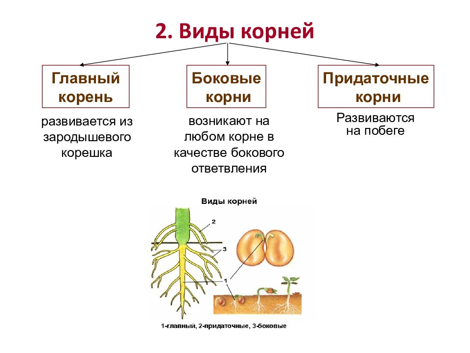 Корни их виды