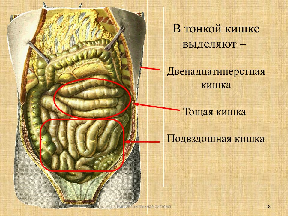 Подвздошная кишка. Тощая кишка строение анатомия. Тощая кишка и подвздошная кишка. Анатомия кишечника человека подвздошная кишка. Тонкий кишечник анатомия подвздошная.