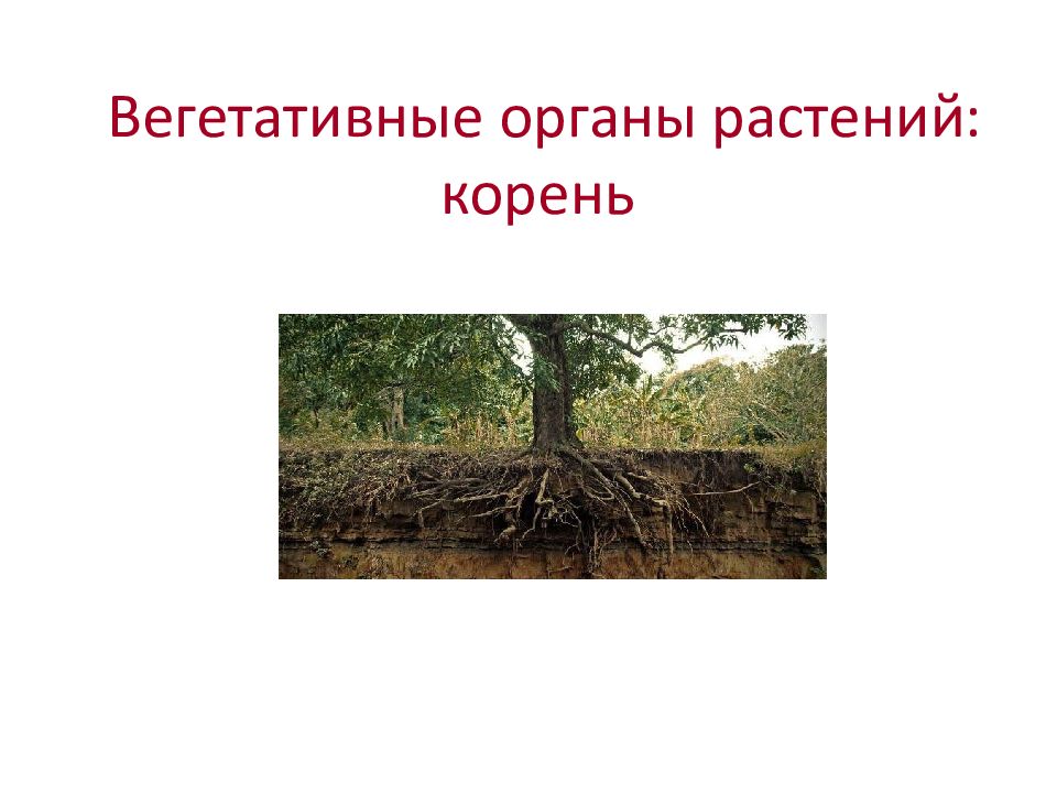 Корень презентация. Вегетативные органы корень. Органы растений корень. Вегетативные корни растений. Корневище вегетативный орган.