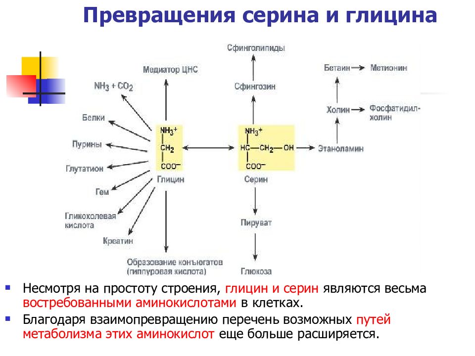 Метионин глицин серин