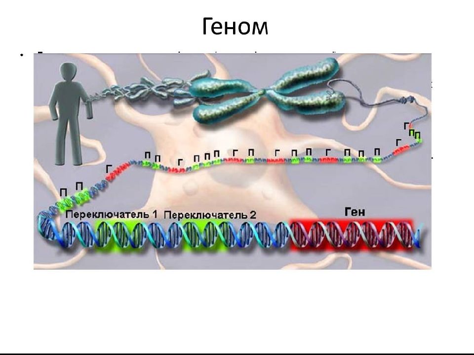 Ген геном презентация