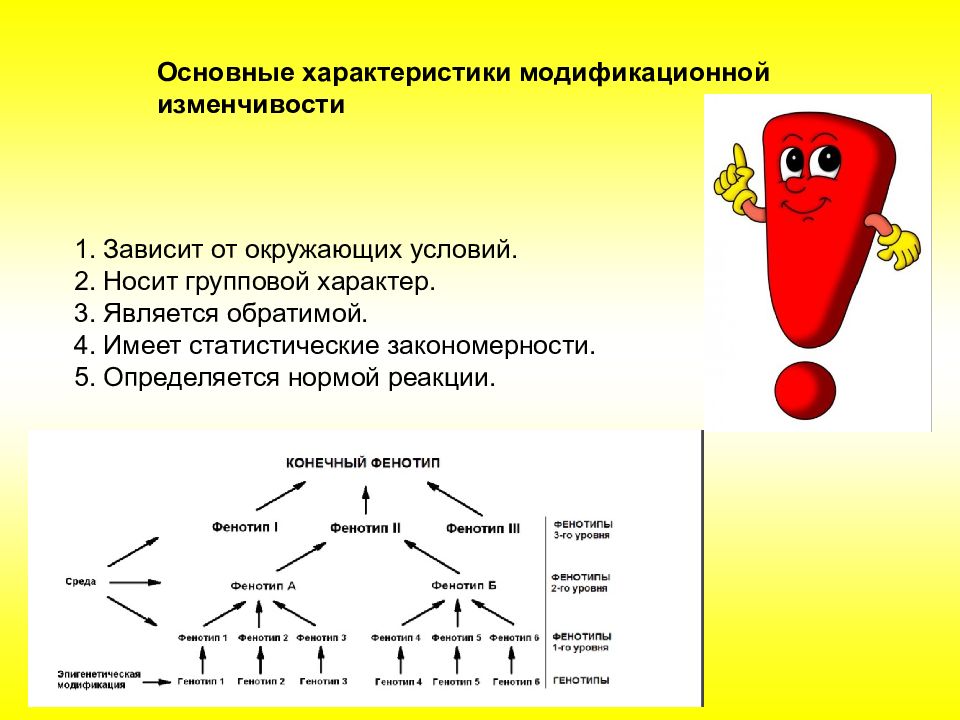 4 модификационная изменчивость