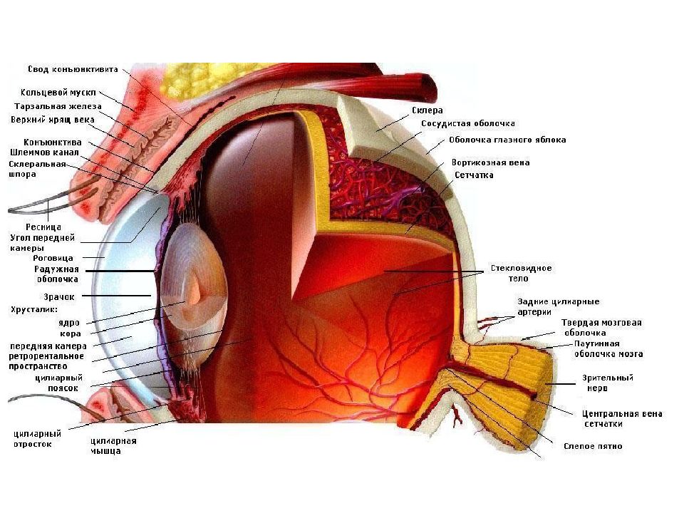 Анатомия глаза презентация