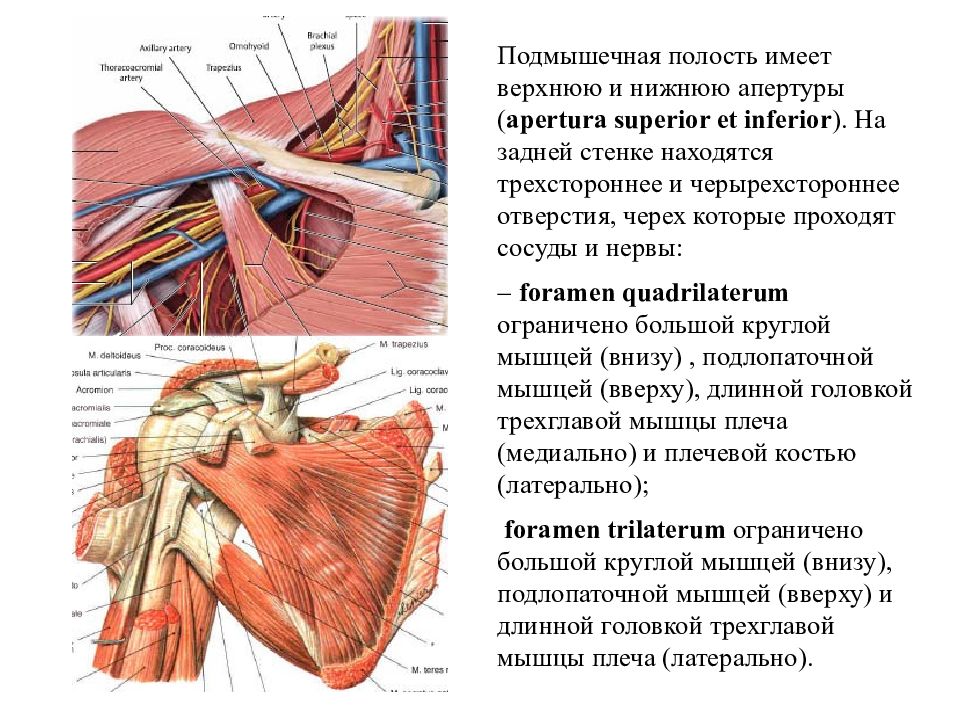 Топография подмышечной области схема