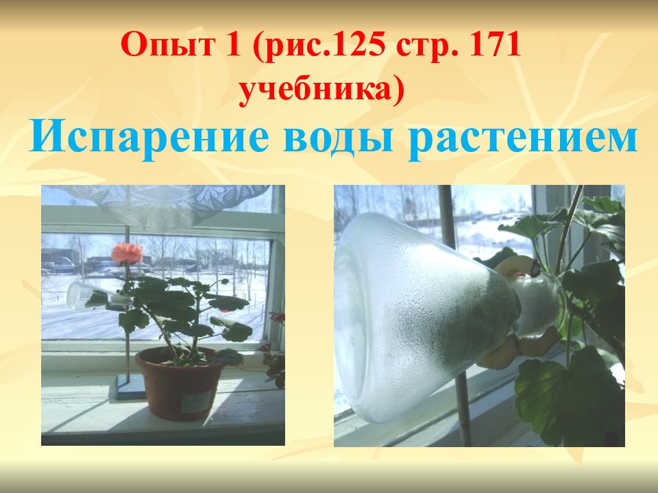 На рисунке изображен опыт доказывающий наличие испарения воды листьями растений для защиты