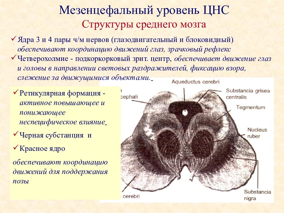 Срединные структуры. Мезэнцефальные отделы мозга. Дисфункция мезодиэнцефальных структур головного мозга что это такое. Мезенцефальный уровень мозга это. Мезэнцефальные структуры.