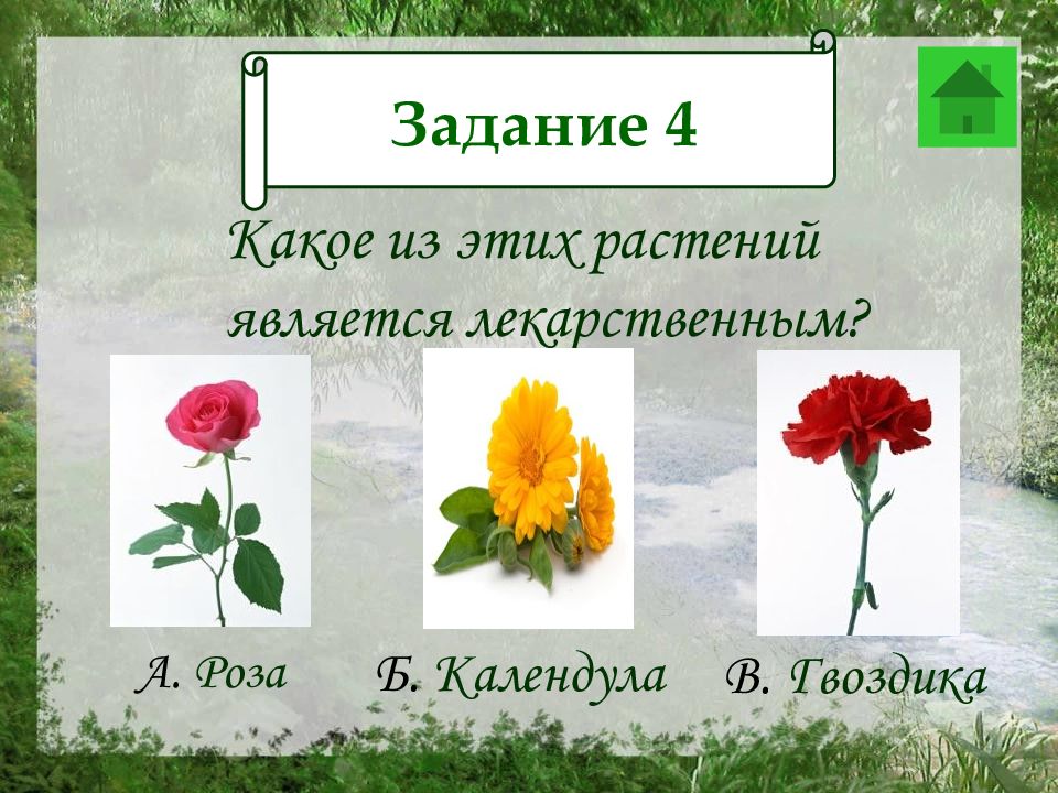 Цветы являются. Задания розы. Какие цветы считаются мужскими. Розочки задача. Цветы составить 1 предложение.