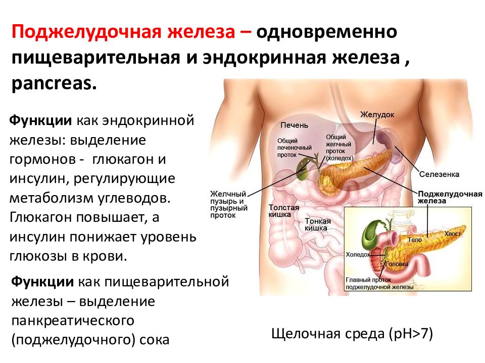 Где находится поджелудочная железа на картинке