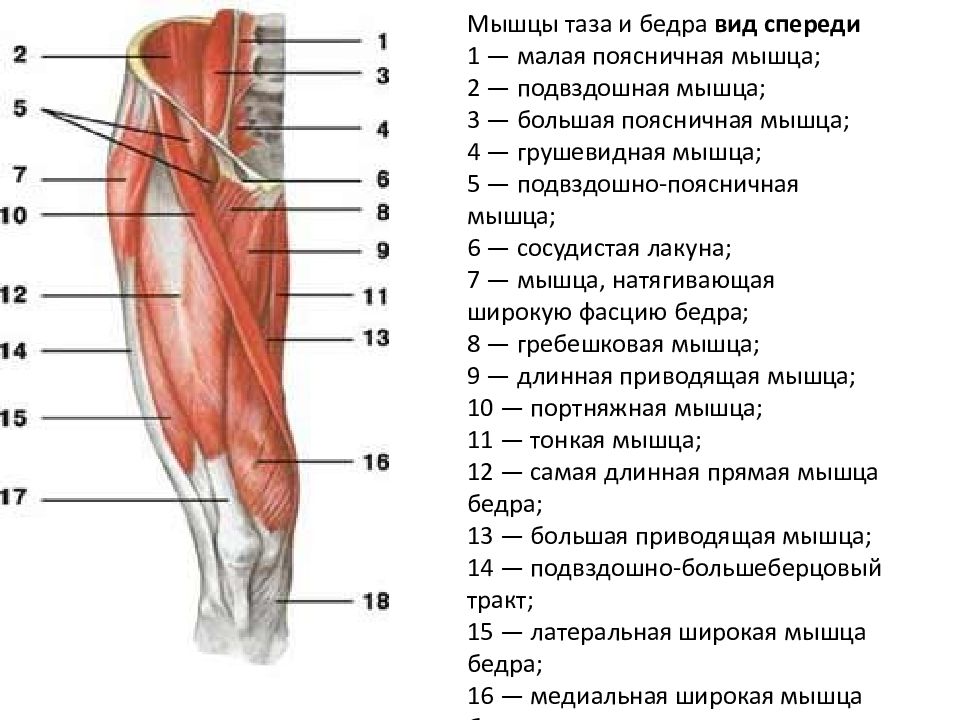 Бедро часть тела человека. Мышцы бедра передняя группа. Мышцы нижней конечности вид сбоку. Мышцы бедра вид спереди поверхностные. Основные мышцы бедра вид спереди.