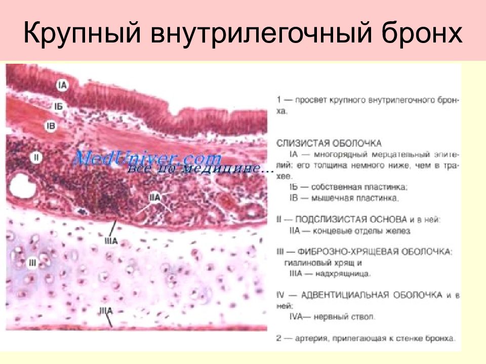 Легкое препарат. Бронхи гистология препарат. Стенка бронхов гистология. Бронхи крупного калибра гистология. Бронх крупного калибра гистология.