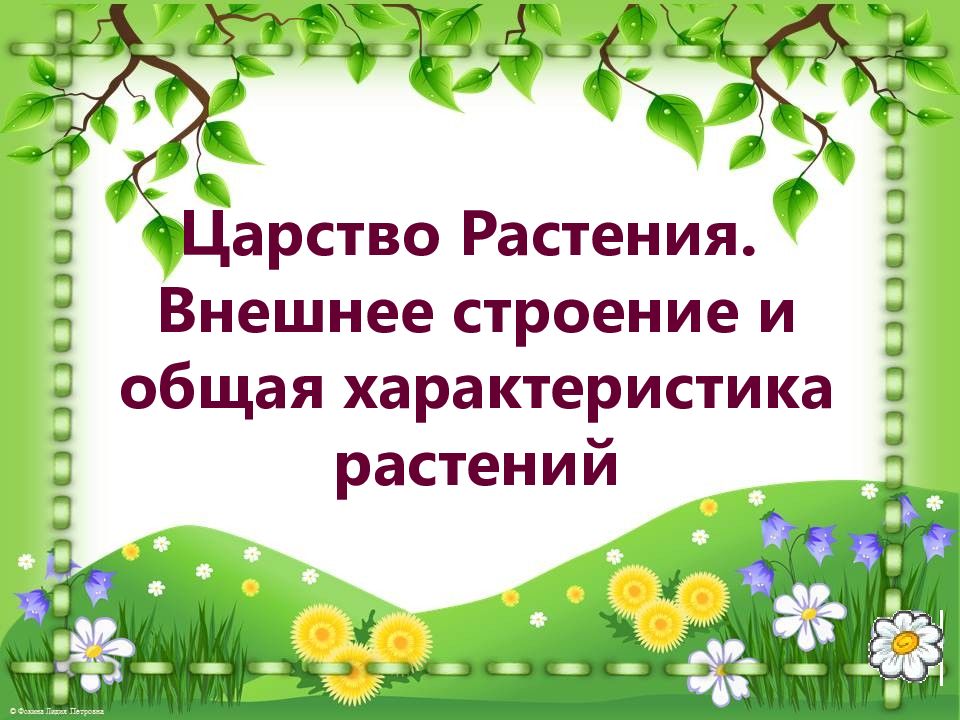 Царство растения внешнее строение растений. Царство растения внешнее строение и общая характеристика растений. Внешнее строение и общая характеристика растений.