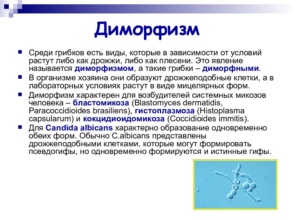 Диморфизм это. Диморфные грибы микробиология. Диморфизм примеры. Для диморфных грибов характерно:. Диморфизм характерен для.