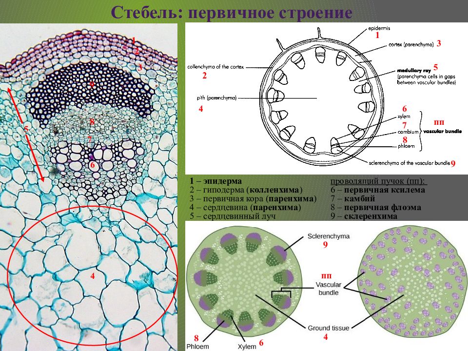 Первичный стебель. Первичное строение стебля однодольных растений. Первичное Анатомическое строение стебля однодольных. Первичная кора стебля однодольного растения. Анатомия стебля первичное строение.