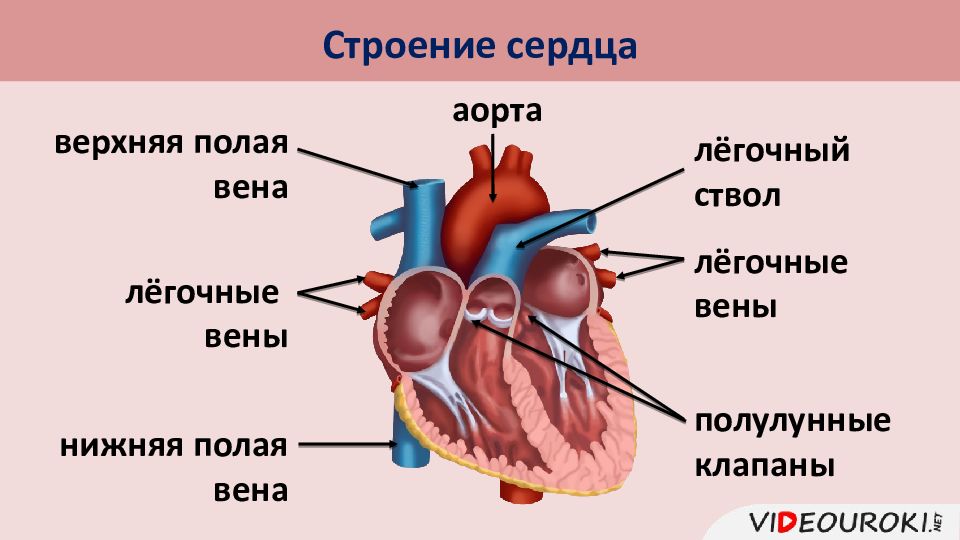 Строение сердца 8 класс биология. Схема сердца человека биология 8 класс. Строение сердца 8кл. Строение сердца человека 8 класс биология. Сердце и кровообращение 8 класс