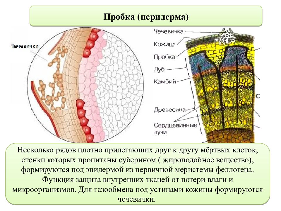 Чечевички у дерева находятся в