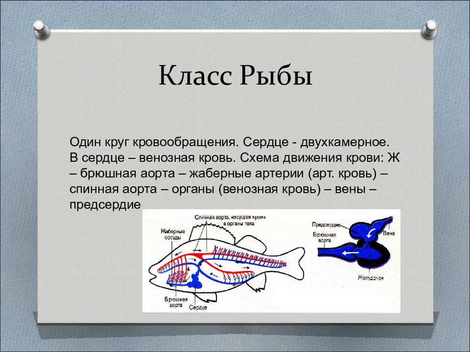 Двухкамерное сердце. Двухкамерное сердце у рыб. Двухкамерное сердце и один круг кровообращения. Двухкамерное Рыбие СЕРДЦЕСЕРДЦЕ. Класс рыбы круги кровообращения.