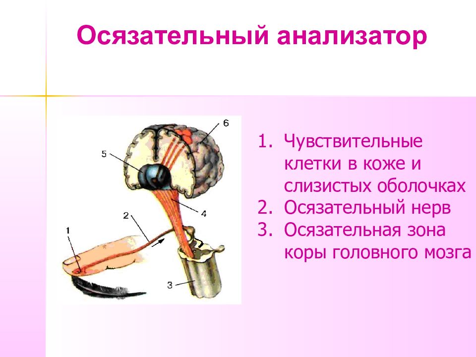 Составить схему осязательного анализатора