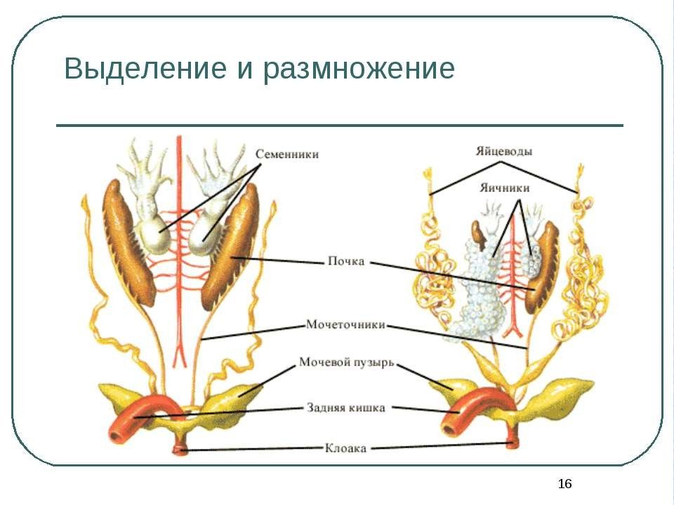 Эволюция живых систем презентация