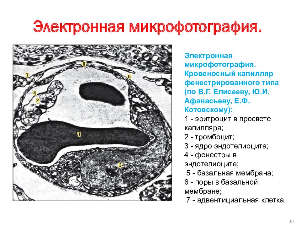 Структурные элементы стенки гемокапилляра 1 типа