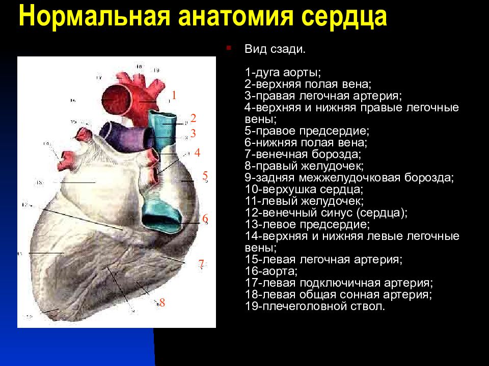 Нормальная анатомия. Венечная борозда сердца анатомия. Грудино реберная поверхность сердца. Легочные вены сердца анатомия.